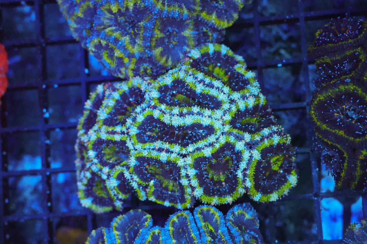 Green Acan Colony WYSIWYG — exact coral 709ACAN