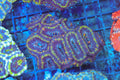 Purple Acan Colony WYSIWYG — exact coral 710ACAN