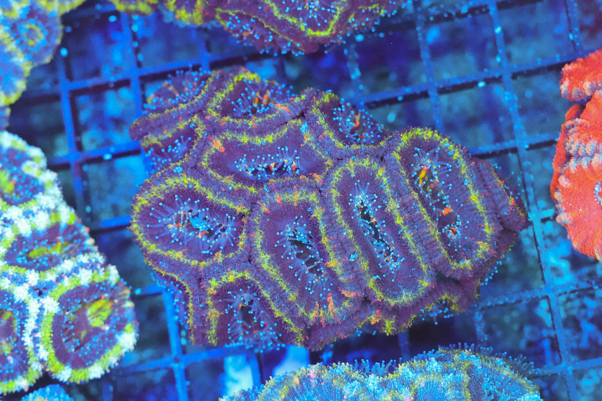 Purple Acan Colony WYSIWYG — exact coral 710ACAN