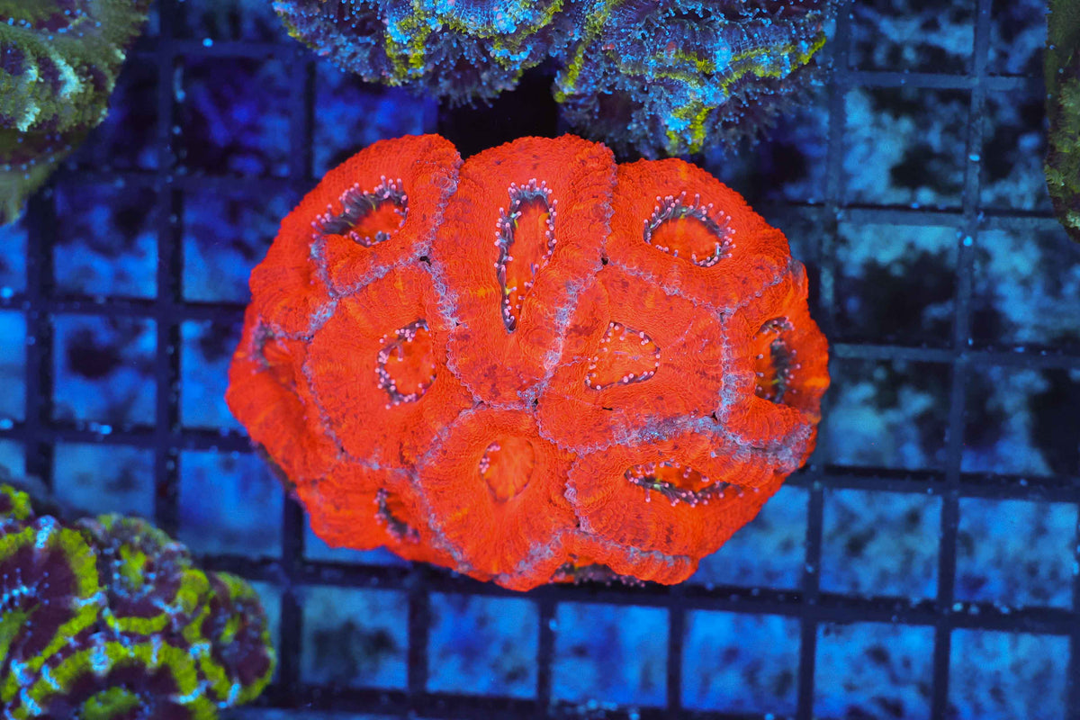 Red Acan Colony WYSIWYG — exact coral 711ACAN