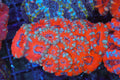 Red Acan Colony WYSIWYG — exact coral 712ACAN