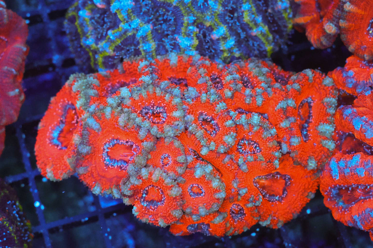 Red Acan Colony WYSIWYG — exact coral 712ACAN