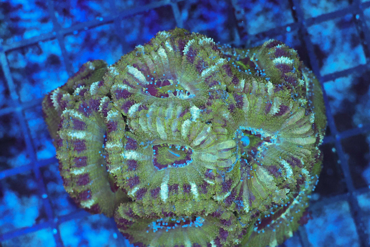 Swamp Acan Colony WYSIWYG — exact coral 713ACAN