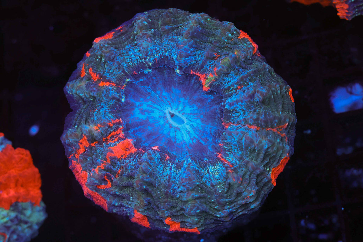 Red Splatter Acanthophyllia WYSIWYG — exact coral 714ACANTHO