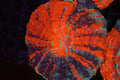 War Paint Acanthophyllia WYSIWYG — exact coral 715ACANTHO