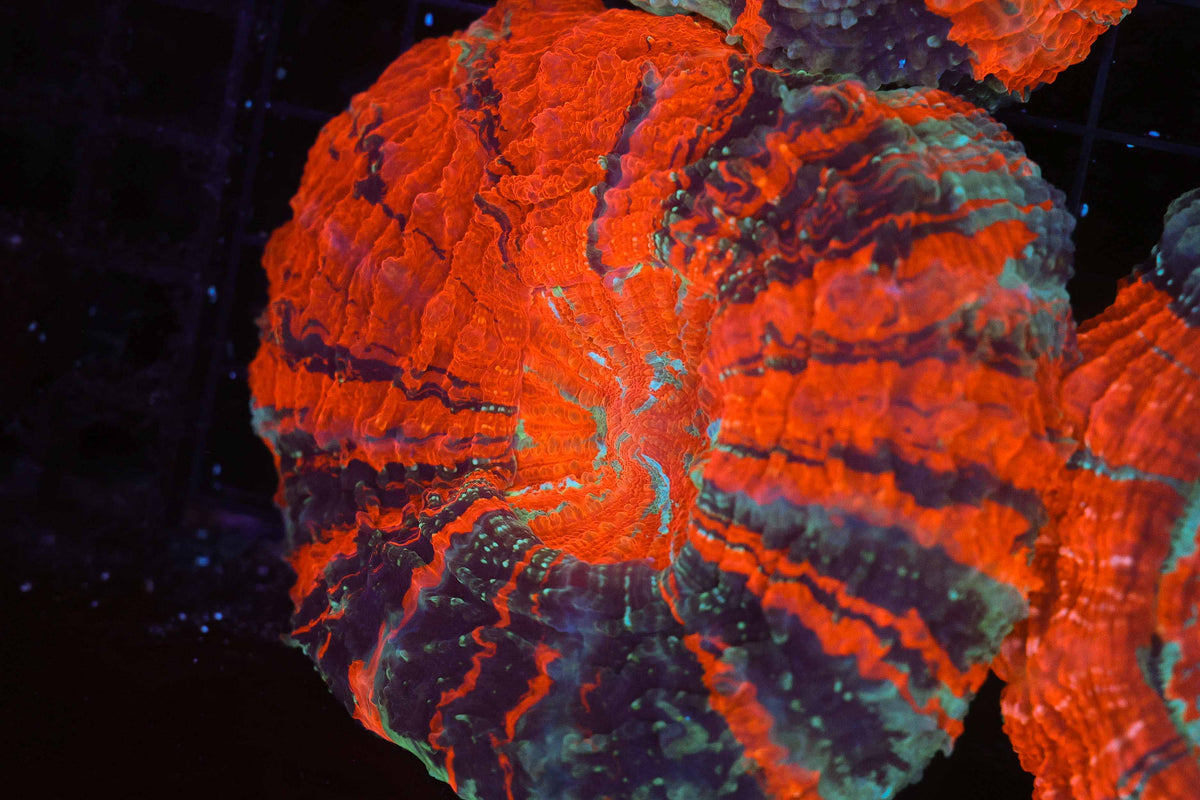 War Paint Acanthophyllia WYSIWYG — exact coral 715ACANTHO