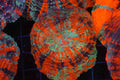 Blind Rage Acanthophyllia WYSIWYG — exact coral 716ACANTHO