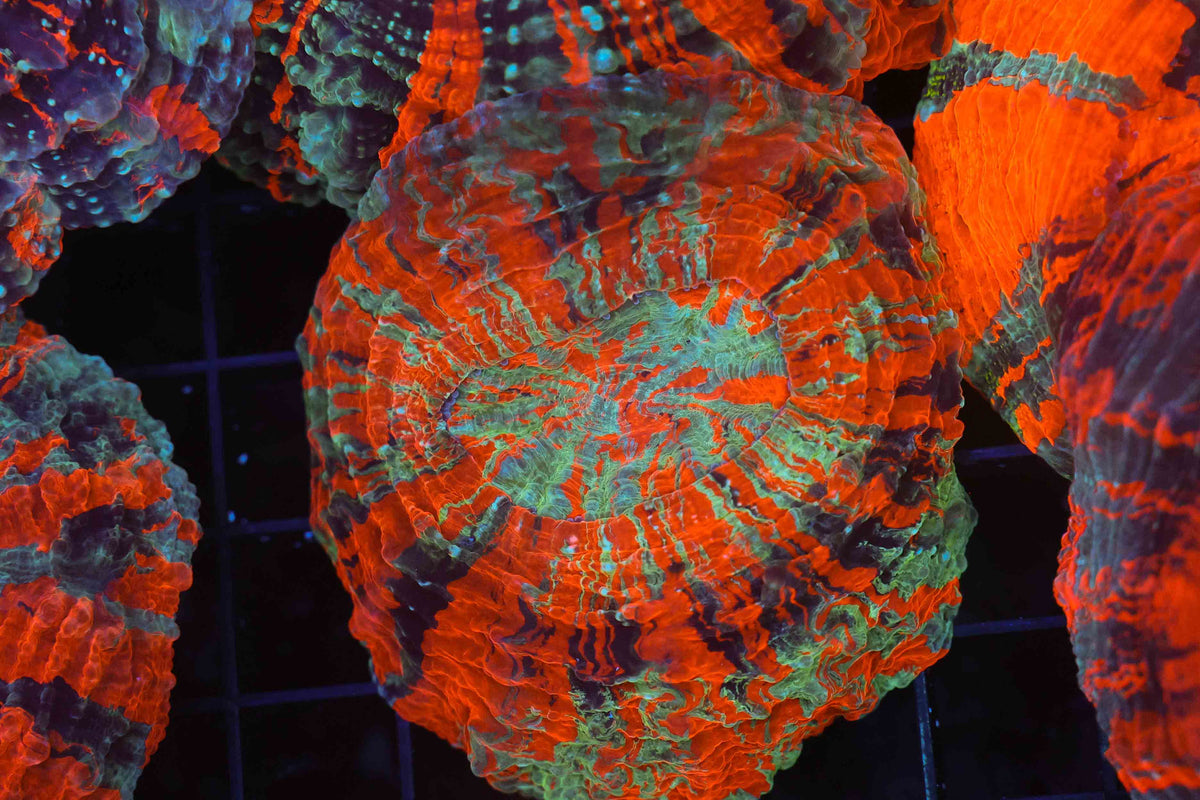 Blind Rage Acanthophyllia WYSIWYG — exact coral 716ACANTHO