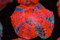 Bright Red Striped Acanthophyllia WYSIWYG — exact coral 717ACANTHO