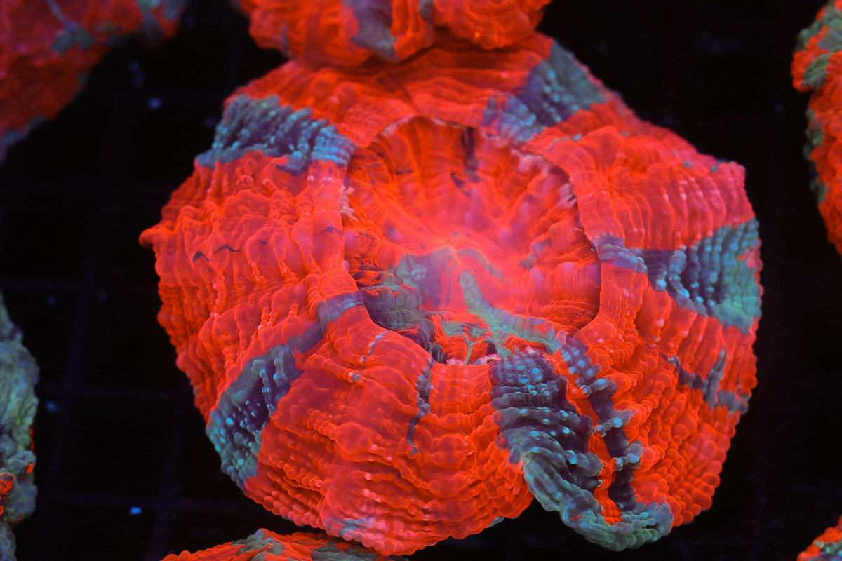 Bright Red Striped Acanthophyllia WYSIWYG — exact coral 717ACANTHO