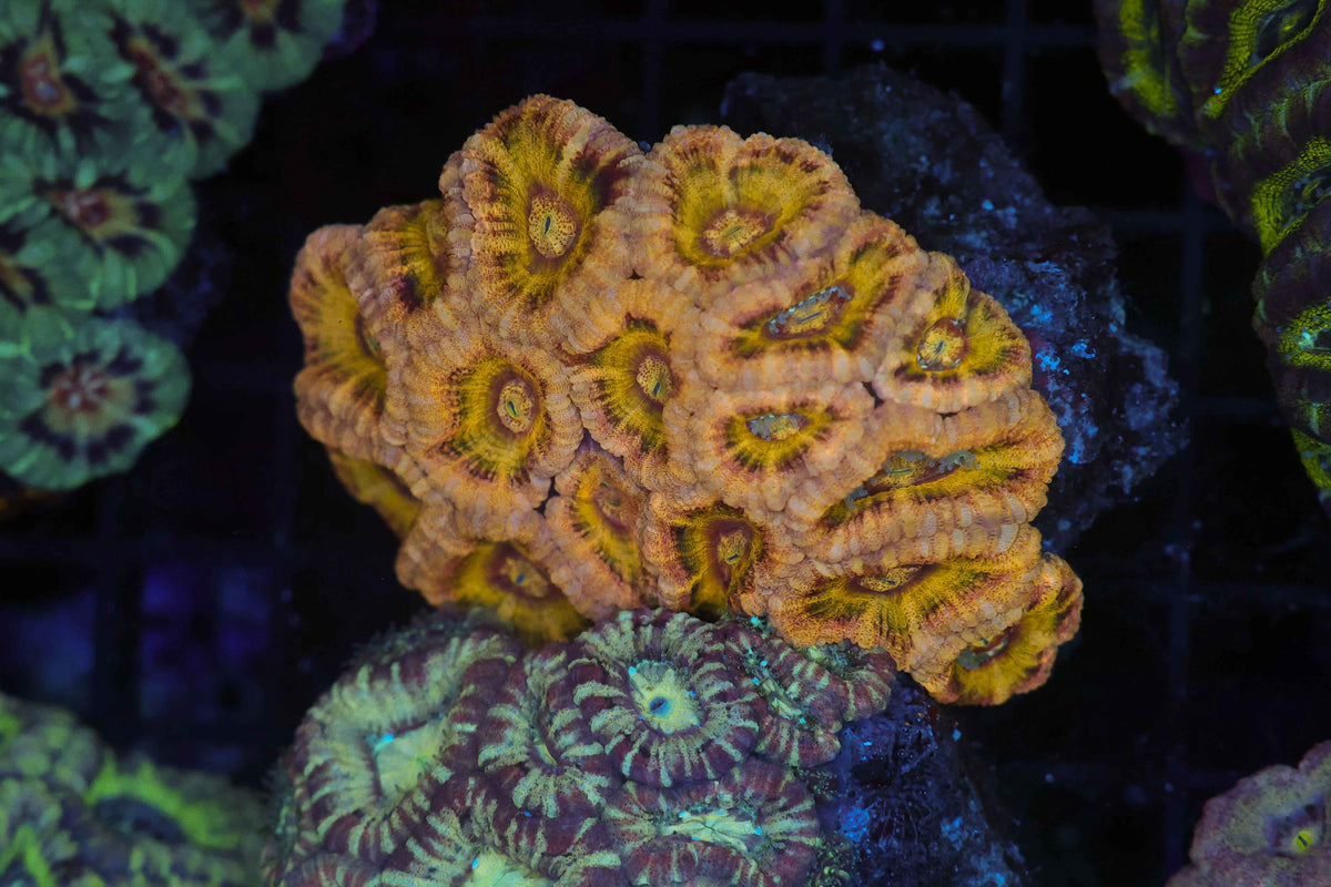 Orange Tiger Asian Acan Colony WYSIWYG — exact coral 718ASIAN