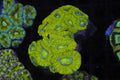 Crocodile Asian Acan Colony WYSIWYG — exact coral 719ASIAN