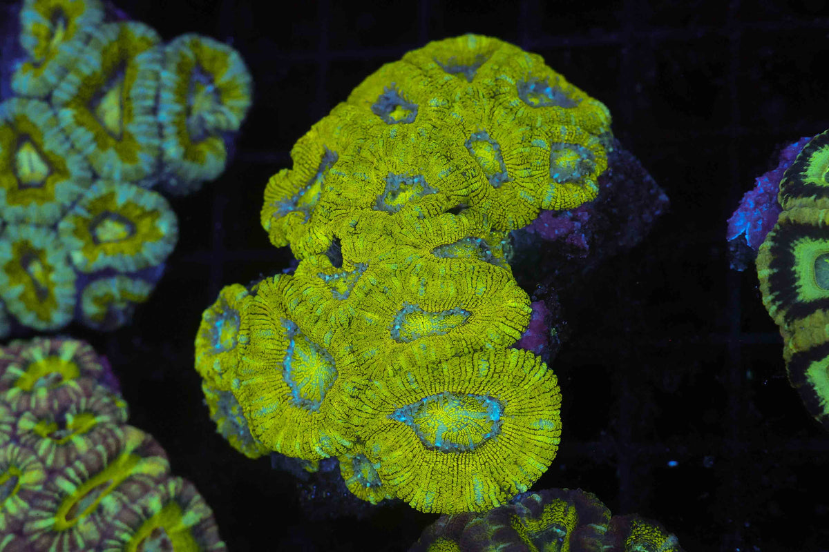 Crocodile Asian Acan Colony WYSIWYG — exact coral 719ASIAN