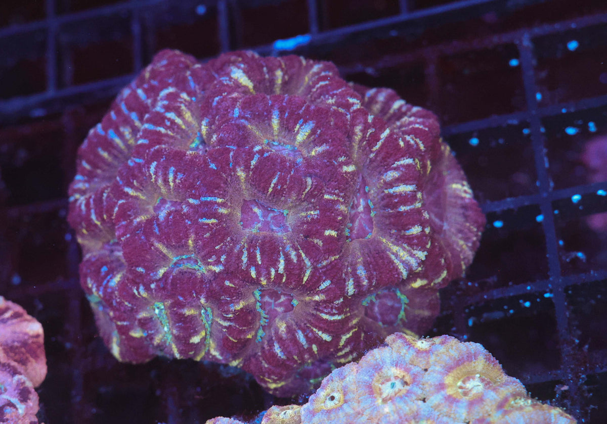 Grape Juice Asian Acan Colony WYSIWYG — exact coral 720ASIAN