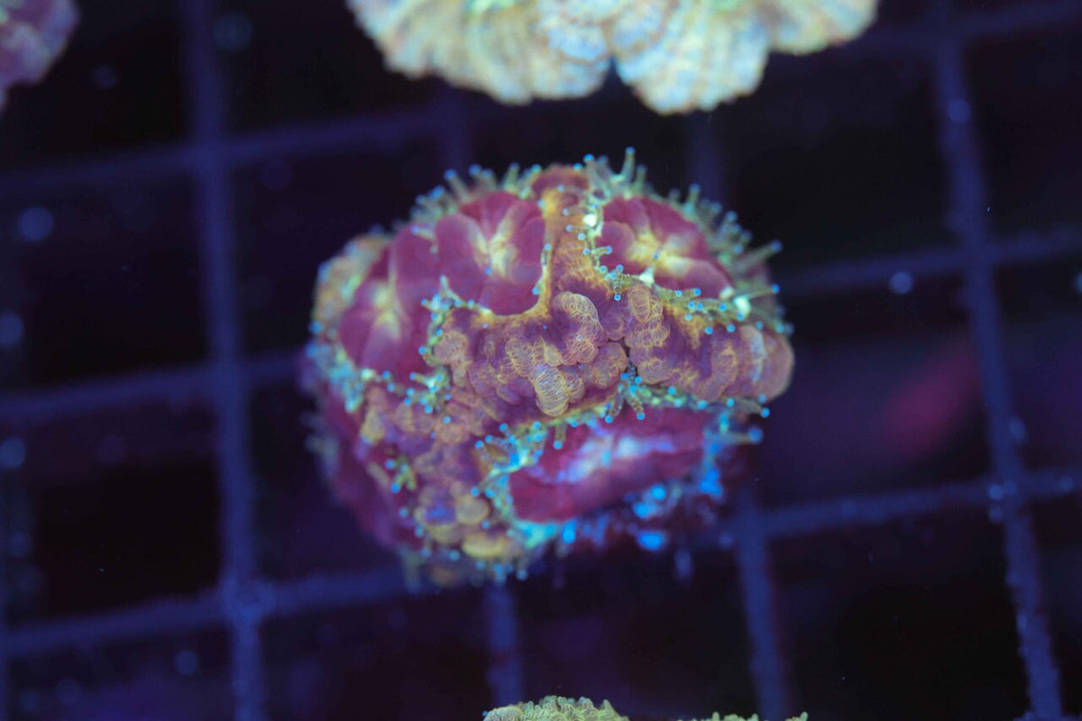 Grape Juice Asian Acan WYSIWYG — exact coral 721ASIAN