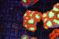 ULTRA Red Blastomussa Colony WYSIWYG — exact coral 722BLASTO