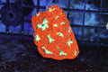 ULTRA Red Blastomussa Colony WYSIWYG — exact coral 723BLASTO