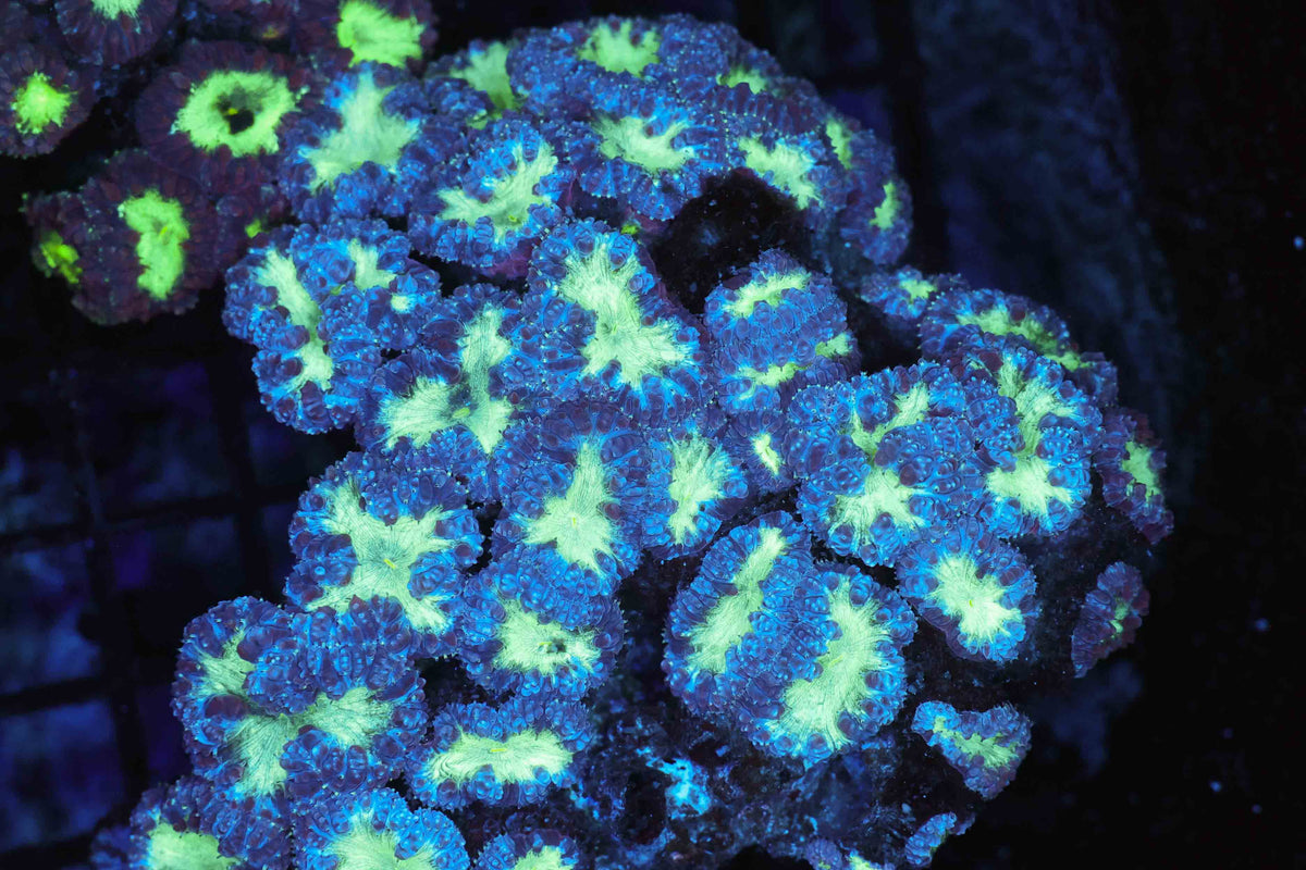 Green and Teal Blastomussa Colony WYSIWYG — exact coral 724BLASTO