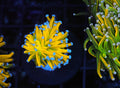 Banana Torch WYSIWYG — exact coral 725BANANA