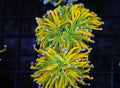 Banana Torch 2 Heads WYSIWYG — exact coral 726BANANA