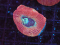 Peach Bowerbanki WYSIWYG — exact coral 727BOWER