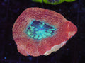Peach Bowerbanki WYSIWYG — exact coral 728BOWER