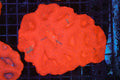 ULTRA Red Bowerbanki Colony WYSIWYG — exact coral 729BOWER