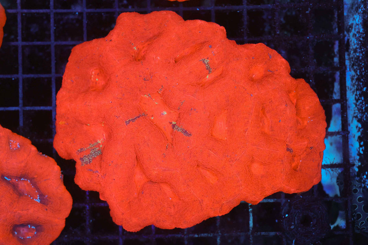 ULTRA Red Bowerbanki Colony WYSIWYG — exact coral 729BOWER