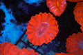 Bright Red Cynarina WYSIWYG — exact coral 731CYN