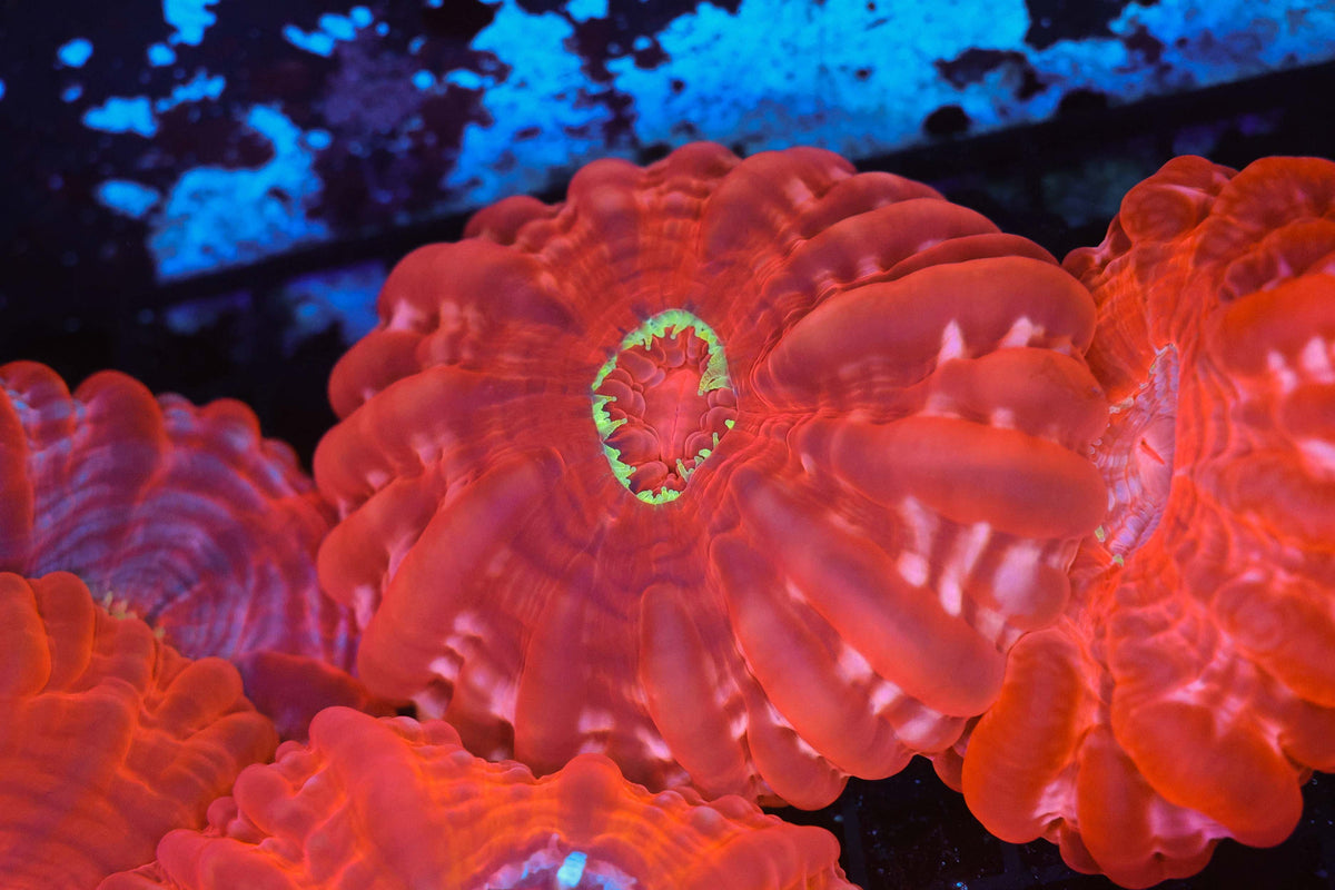 Green Mouth Red Cynarina WYSIWYG — exact coral 732CYN