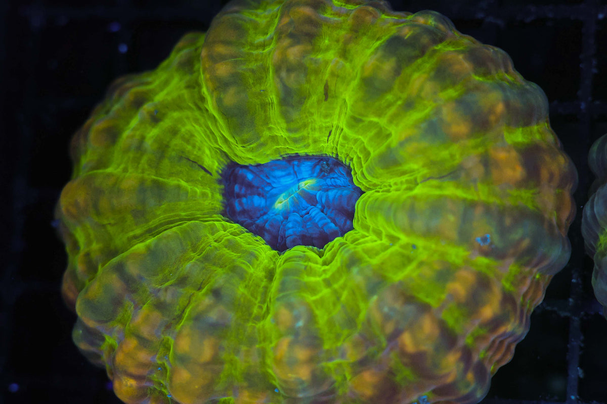 Green Earth Cynarina WYSIWYG — exact coral 733CYN