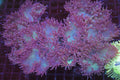 Purple Elegance Colony WYSIWYG — exact coral 734ELE