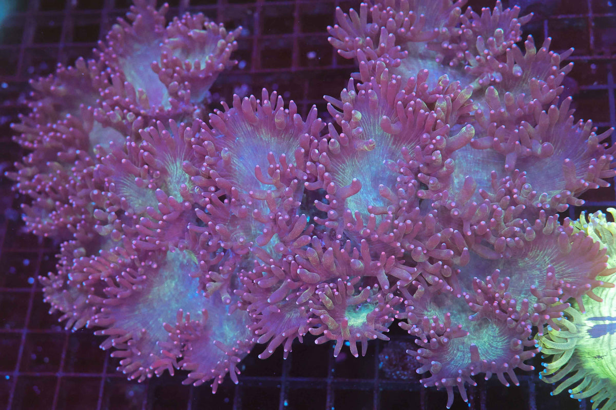 Purple Elegance Colony WYSIWYG — exact coral 734ELE