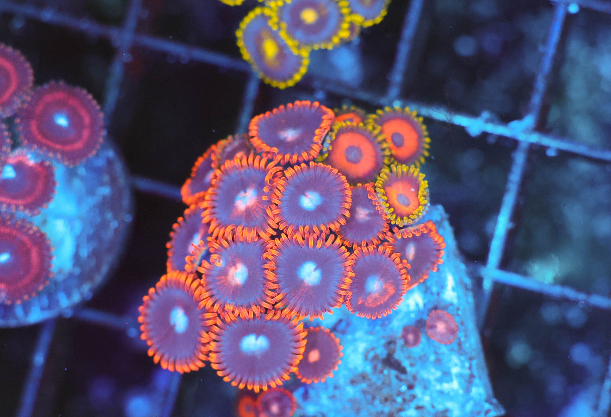 Zoanthid Frag WYSIWYG — exact coral 735ZOA