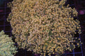 Large Orange Frogspawn Colony WYSIWYG — exact coral 736FROG