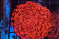 ULTRA Red Goniopora Colony WYSIWYG — exact coral 737GONI