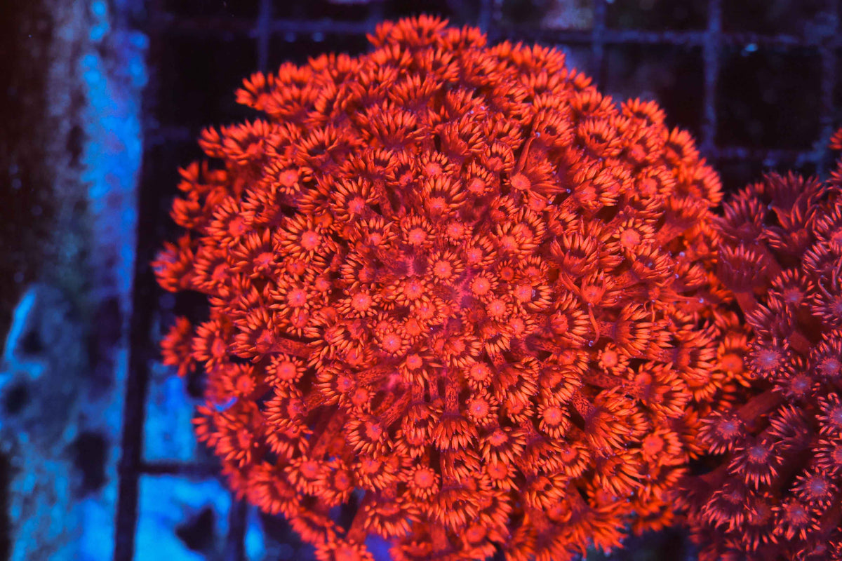 ULTRA Red Goniopora Colony WYSIWYG — exact coral 737GONI