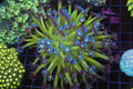 Neon Green Goniopora Colony WYSIWYG — exact coral 738GONI