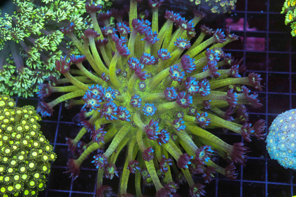 Neon Green Goniopora Colony WYSIWYG — exact coral 738GONI