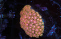 Pink Orange Goniopora WYSIWYG — exact coral 740GONI
