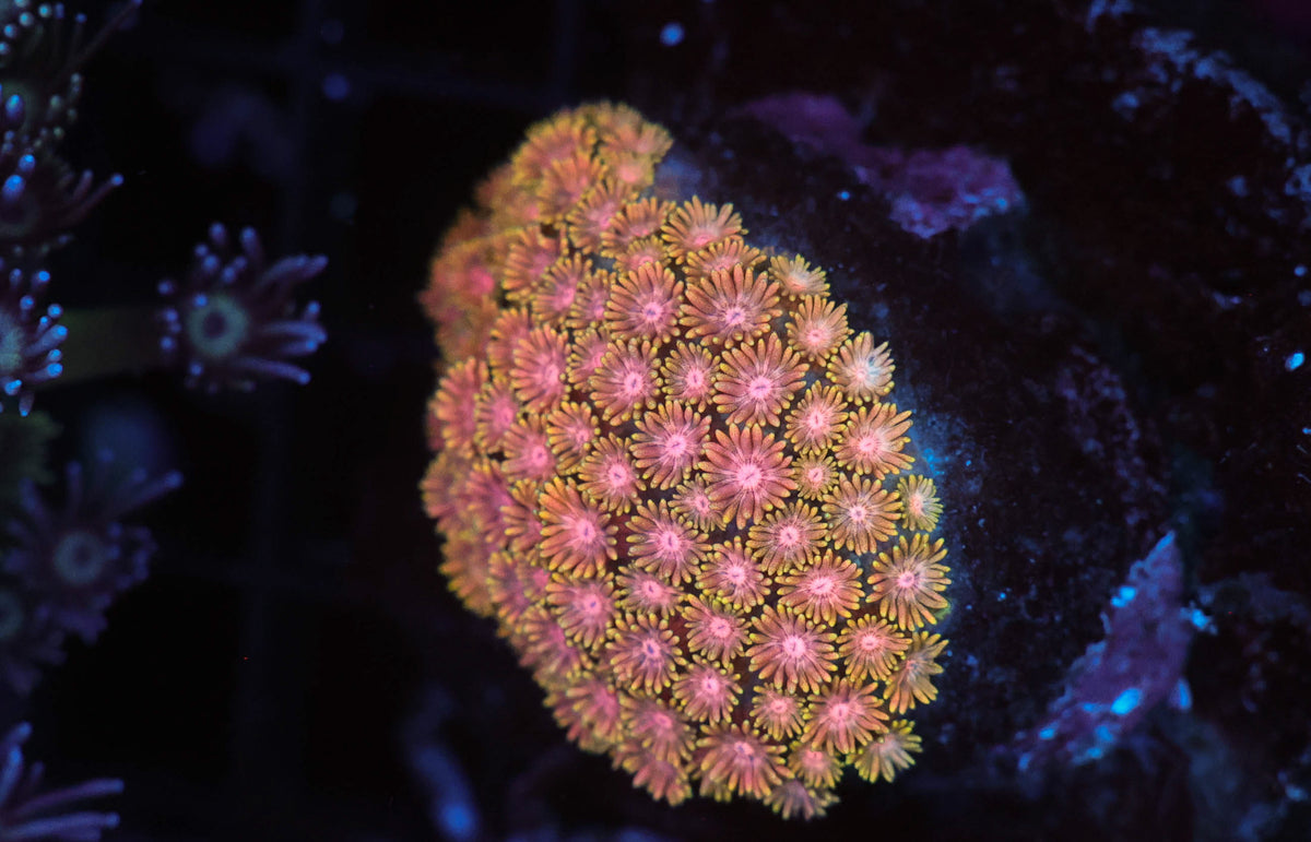 Pink Orange Goniopora WYSIWYG — exact coral 740GONI