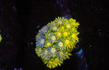 Lemon Lime Goniopora WYSIWYG — exact coral 741GONI