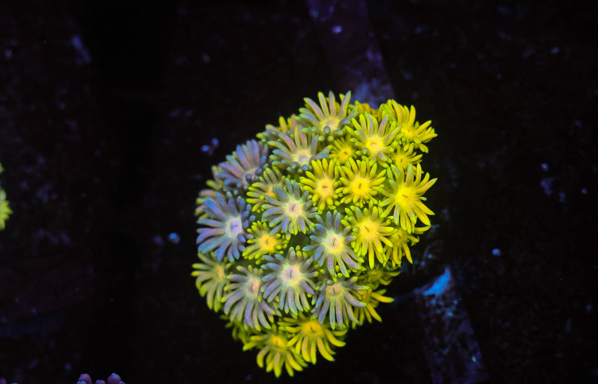 Lemon Lime Goniopora WYSIWYG — exact coral 741GONI