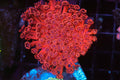 ULTRA Red Goniopora WYSIWYG — exact coral 742GONI