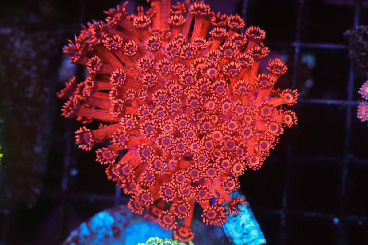 ULTRA Red Goniopora WYSIWYG — exact coral 742GONI