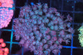 Lavender Goniopora Colony WYSIWYG — exact coral 744GONI