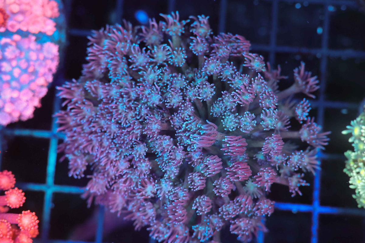 Lavender Goniopora Colony WYSIWYG — exact coral 744GONI