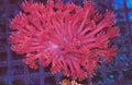 Pink Goniopora Colony WYSIWYG — exact coral 745GONI