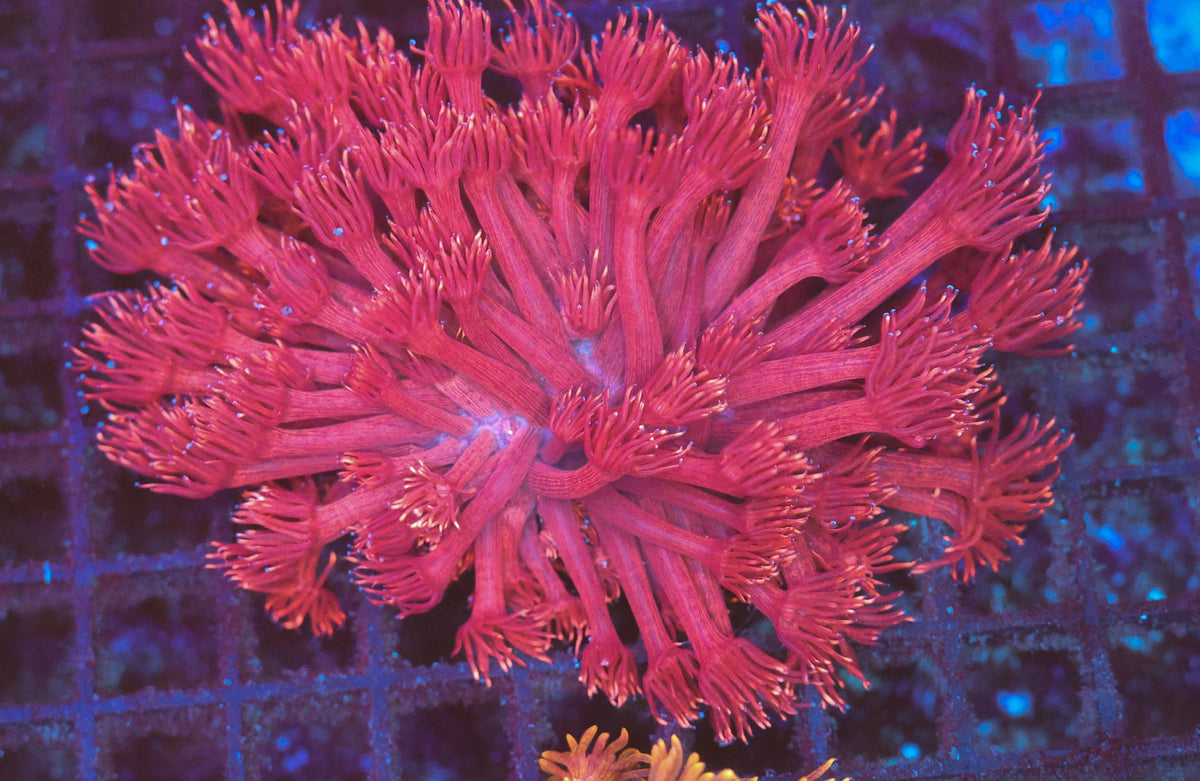 Pink Goniopora Colony WYSIWYG — exact coral 745GONI