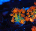 Key Lime Goniopora WYSIWYG — exact coral 746GONI